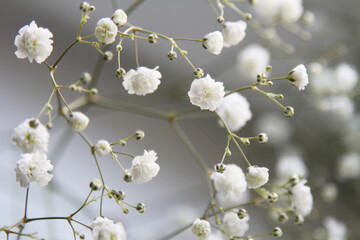 White gypsophila flowers close up