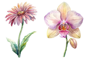 Obraz premium Watercolor flower illustration, vibrant floral design, gerbera daisy and orchid, botanical art, nature-inspired decor.