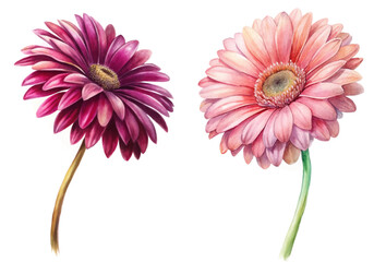 Vibrant watercolor flowers, pink and purple gerbera daisies, botanical illustration, floral art, nature-inspired decor.