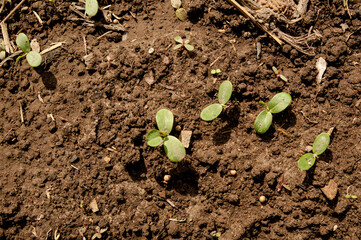 Close-up of young green plant sprouts growing in brown soil. Captured in natural daylight, showcasing early growth stages of plants during spring. Ideal for agricultural or gardening themes. Top view 