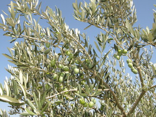 Olive tree against blue sky