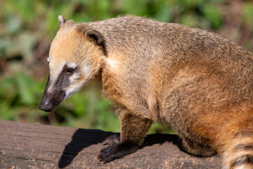 Ring-tailed Coati also South American coati (in german Südamerikanischer Nasenbär) Nasua nasua