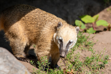 Obraz premium Ring-tailed Coati also South American coati (in german Südamerikanischer Nasenbär) Nasua nasua
