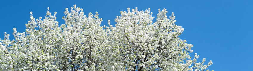 Pear blossom. Cherry tree blossom. White and pink plum tree blossoms in early spring, nature flowers background. Spring branch covered with white flowers. Blooming branch for spring design background.