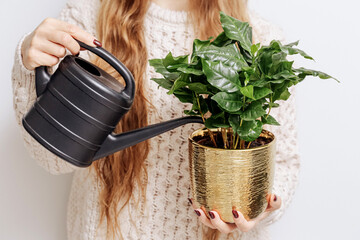 Coffea arabica in golden pot. Woman watering her plants. Process of taking care of plant. Flower pot in hands. Watering can with water. Interior plants growing background.