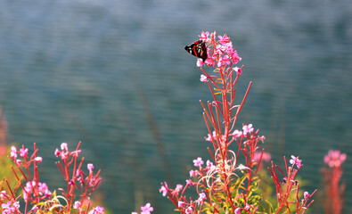 A butterfly on a flower by a pond in High Tauern National Park. Austrian Alps, Europe.