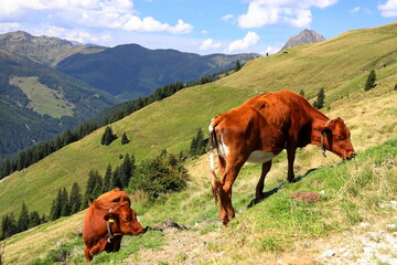 Grazing cows in the beautiful nature of the High Tauern National Park. Austrian Alps, Europe.