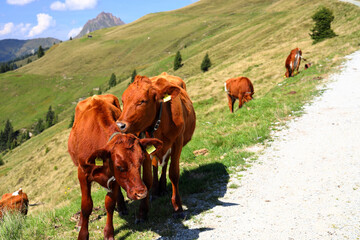 Grazing cows in the beautiful nature of the High Tauern National Park. Austrian Alps, Europe.