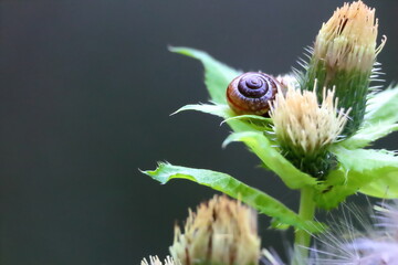 Snail on a white alpine thistle. High Tauern National Park. Austrian Alps, Europe.