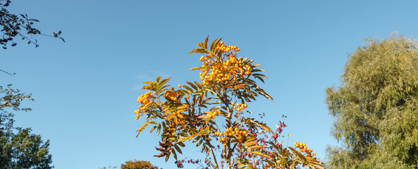 Yellow rowan berries on branches in bunches among leaves on blue sky background in autumn, October. Low angle view.