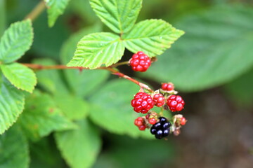 Bramble or blackberry bush in Oberpinzgau region of Salzburg. Austria, Europe.