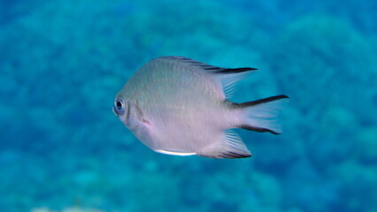 Naklejka premium Maldives damselfish (Amblyglyphidodon indicus) undersea, Red Sea, Egypt, Sharm El Sheikh, Montazah Bay