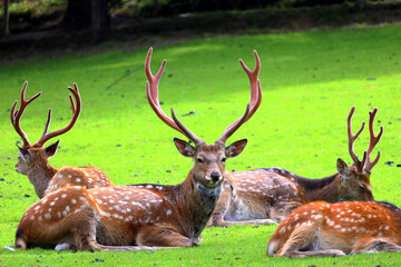 Fallow deer in the Austrian Alps, Europe.