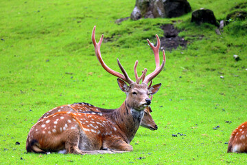 Fallow deer in the Austrian Alps, Europe.