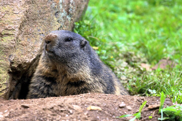 A marmot looks curiously out of his burrow. Austrian Alps, Ferleiten, Europe.