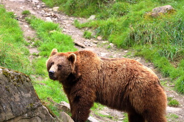 A brown bear in the Austrian Alps. Ferleiten, Europe.