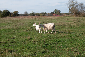 Goats graze on the meadow. Agriculture. Care of goats.