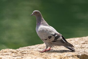 pigeon on the ground