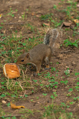 squirrel in the park
