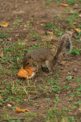 squirrel in the forest