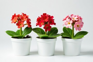 Fototapeta premium Three small kalanchoe flowers in white pots on a white background, garden, greenery, kalanchoe