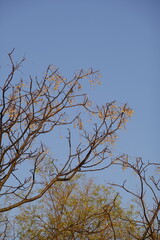 tree branches against blue sky