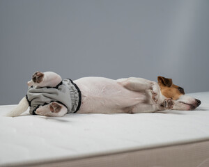 Jack Russell Terrier dog lying on bed in reusable diapers. 