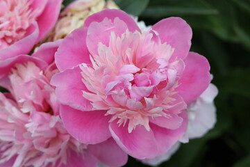 Fototapeta premium pink peony flower