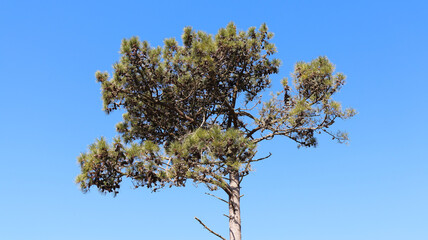 beautiful pine tree in the forest