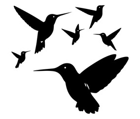 silhouettes of the bird collection