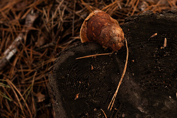 A close-up image of a bracket fungus (tinder fungus) growing on a tree stump in a forest setting....