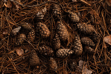 Pine cones scattered on a forest floor covered with fallen pine needles. A natural woodland scene with earthy tones, organic textures and a tranquil atmosphere, capturing the beauty of nature's detais
