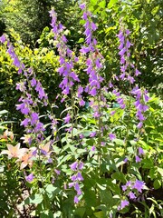 Obraz premium Blooming Campanula rapunculoides. A perennial ornamental plant with purple tubular flowers on a long stem in the garden. Flower background