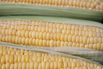 Yellow sugar corns close up background