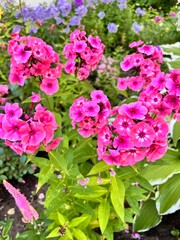 Blooming salmon-colored Phlox Larissa with bleached center and dark purple eye flowers in the summer flower garden. Flower background