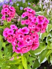 Blooming salmon-colored Phlox Larissa with bleached center and dark purple eye flowers in the summer flower garden. Flower background