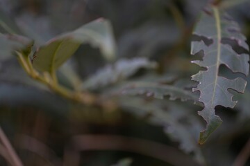 A close up photograph of a laurel leaf showing visible damage, such as holes and irregular edges. The texture of the leaf is detailed, with prominent veins
