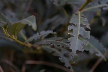 Laurel leaves are damaged closeup
