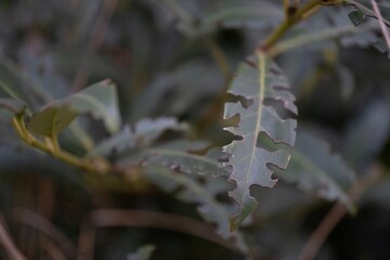 A close up view of a laurel tree leaf with edges that appear chewed or damaged, possibly by insects...
