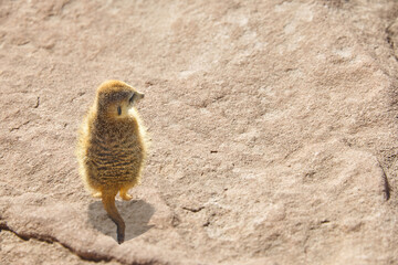 Rear view of a meerkat in a dry landscape