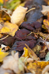Reishi mushrooms that grow in natural forests, germinate in many trees and are lined up all over the logs.