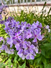 Phlox paniculata Gzhel. A shrub with lilac-purple flowers in a summer flower garden . Flower background.