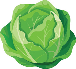 Cabbage in cartoon style on a white background. Vector illustration.