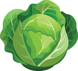 Cabbage in cartoon style on a white background. Vector illustration.