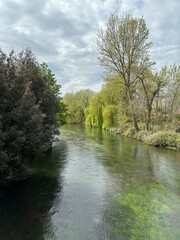 Fototapeta premium river in the forest