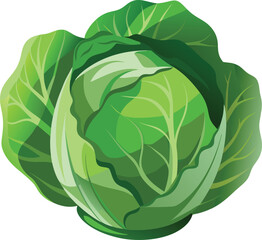Cabbage in cartoon style on a white background. Vector illustration.