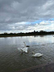 swans on lake