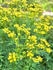 Obraz premium ruta hortensis Mill. A wild, fragrant semi-shrub with many unusual yellow flowers.Flower background.