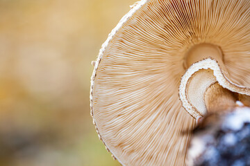 Close-up view of theunderside of few clitocybe mushrooms. Close-up of beige mushrooms texture background.