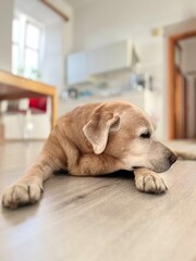labrador retriever puppy